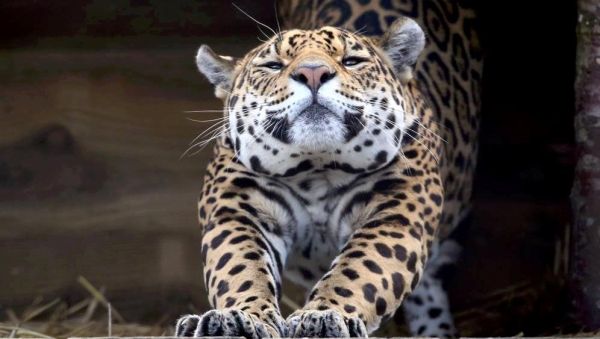 Jaguar in jaguarverblijf in ARTIS