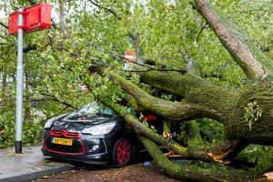 Stormschade door omgevallen bomen of afgebroken takken. Wie is aansprakelijk voor de schade?