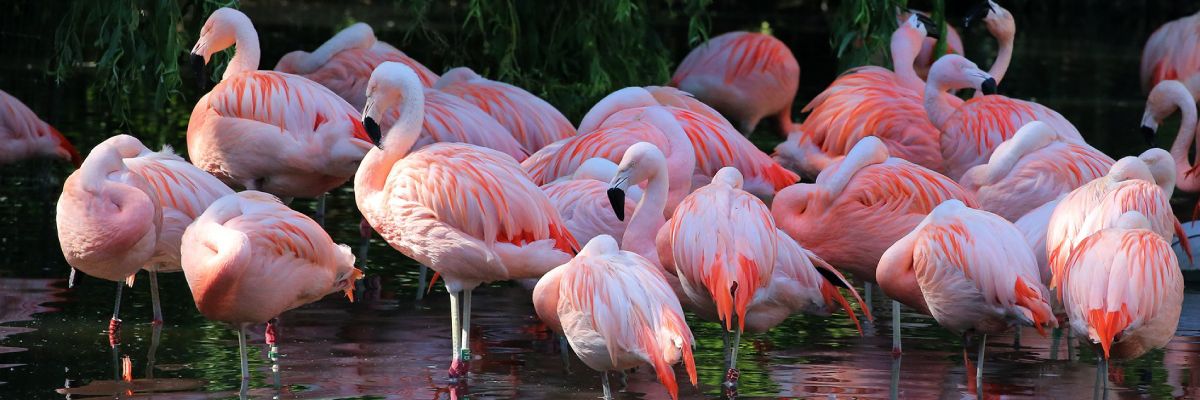 Chileense Flamingo's in ARTIS