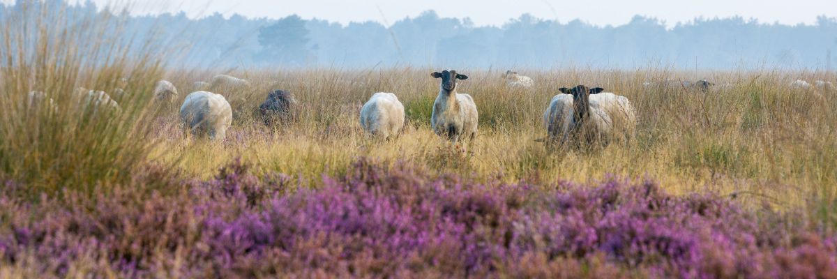 schapen in de heide van het Drents Landschap