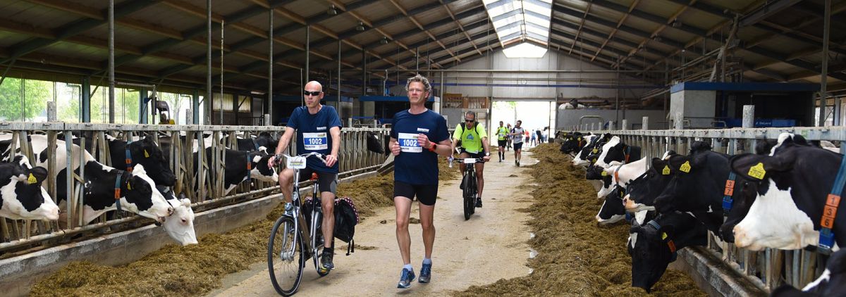 hardlopers rennen door koeienstal tijdens de Beemster Erfgoed Marathon 2019
