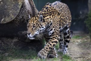 Jaguar in dierenpark ARTIS
