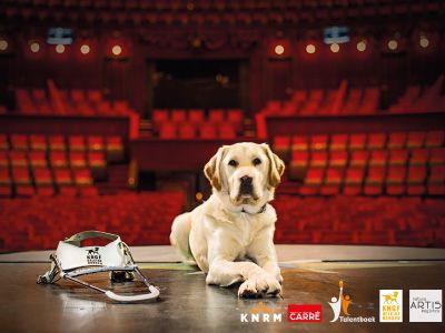 KNGF geleidehond in Carré