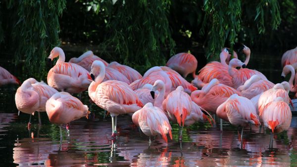 flamingo's ARTIS