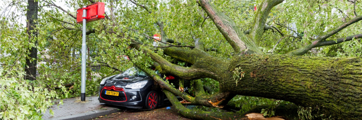 omgevallen boom op auto door storm